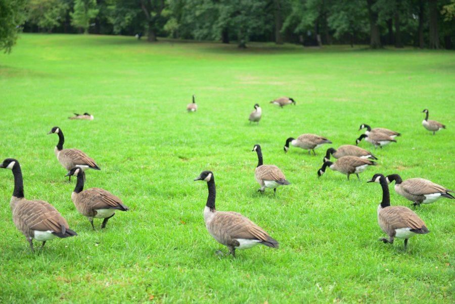 Geese and pigeons can be seen around campus and in Schenley park. 