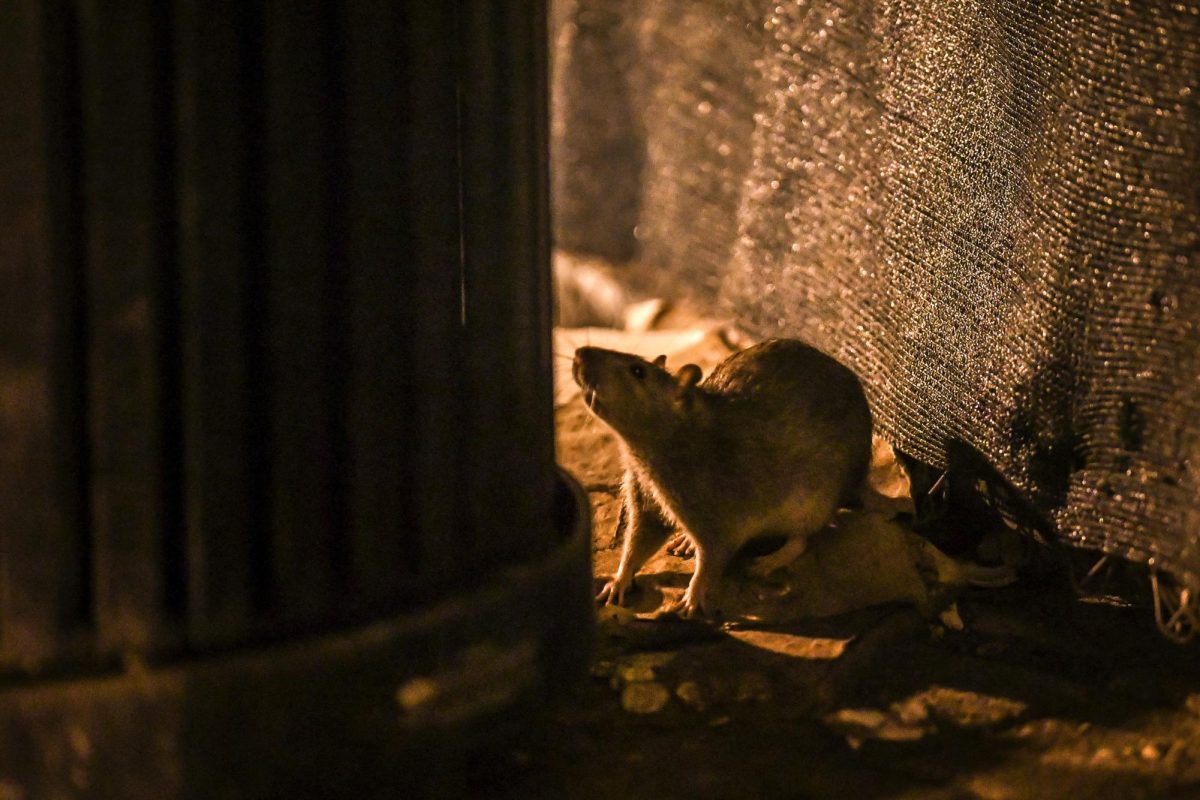 In this Sept. 9, 2017 photo, a rat looks for food in a trash can on the corner of Otis PIace NW and Georgia Avenue NW in the Park View neighborhood in Washington, D.C.
