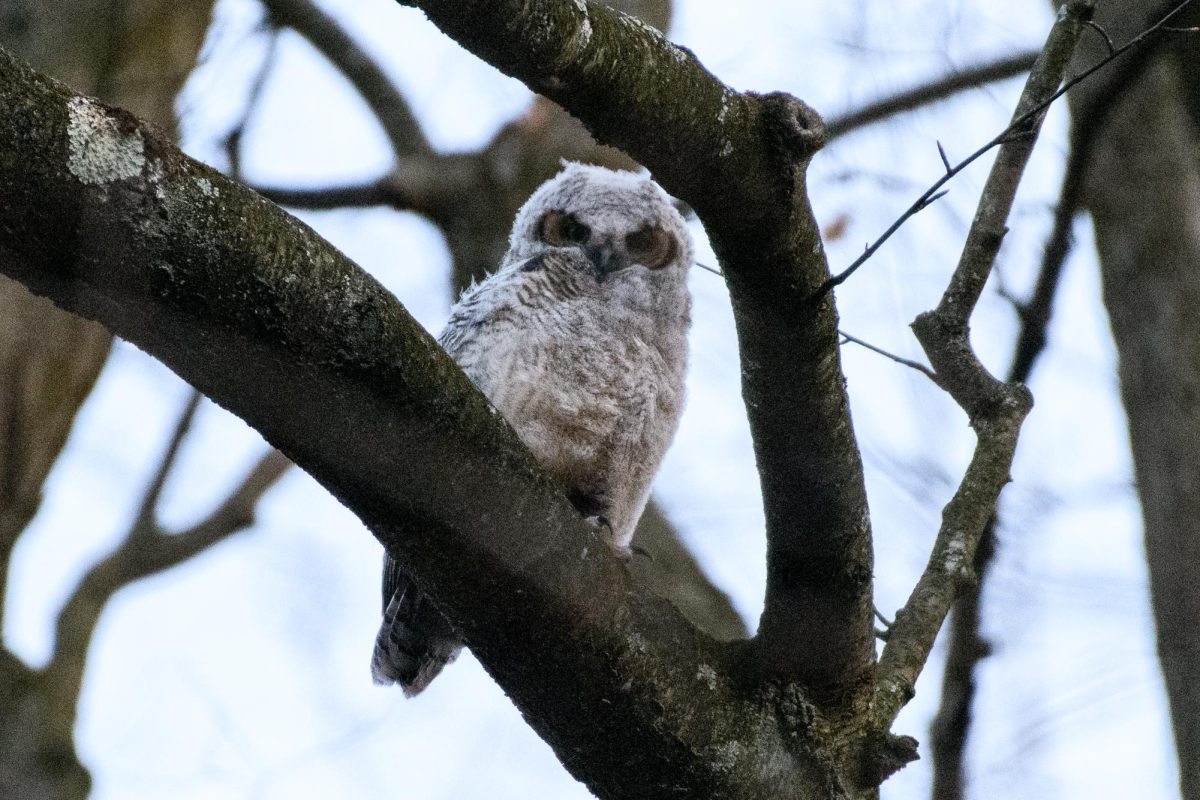 Muppet the baby owl perches in a tree in Schenley Park.